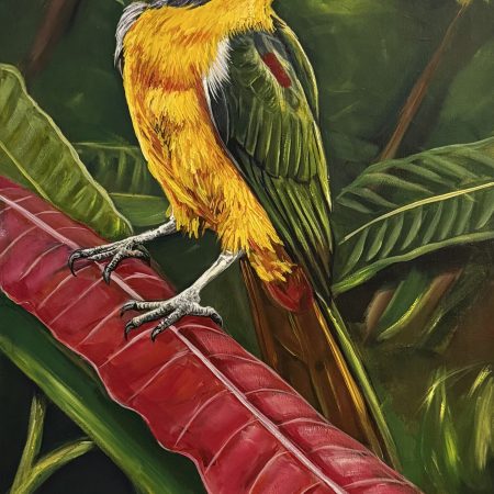 Aracari Bird